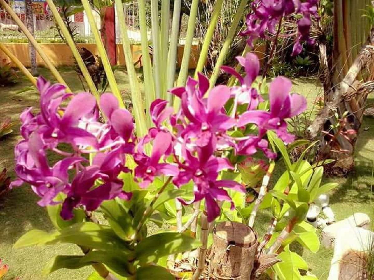 Traville Huts Palm Beach Inn ปางเลา ภายนอก รูปภาพ